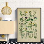 poster erbario vintage