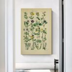 poster erbario vintage