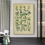 poster erbario vintage