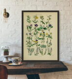 poster erbario vintage