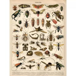 poster di insetti vintage 1