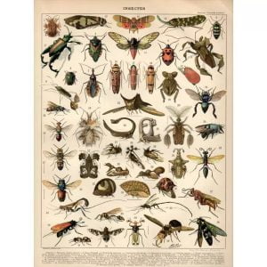 poster di insetti vintage 1