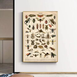 poster di insetti vintage 1