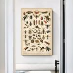 poster di insetti vintage 1