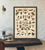 poster di insetti vintage 1