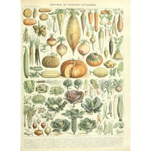 vecchio poster di verdure