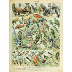 poster di uccelli vintage