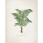 poster vintage con palme