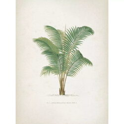poster vintage con palme