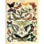 poster vintage con farfalle