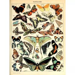 poster vintage con farfalle