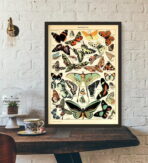 poster vintage con farfalle
