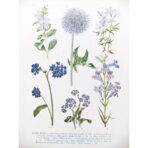 poster pianta vintage 1