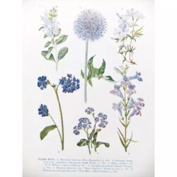 poster pianta vintage 1