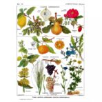 poster pianta vintage