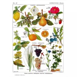 poster pianta vintage
