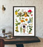 poster pianta vintage