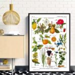 poster pianta vintage