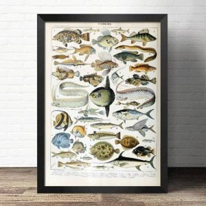poster pesce vintage 1