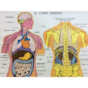 poster vintage corpo umano