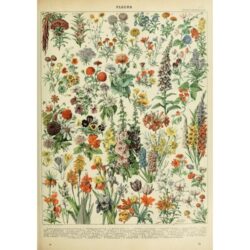 poster fiori vintage 1