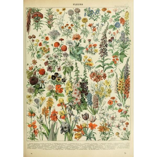 poster fiori vintage 1 poster fiori vintage 1
