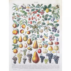 poster di frutta vintage 1
