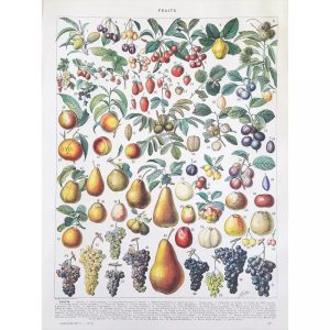 poster di frutta vintage 1