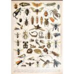poster di insetti vintage