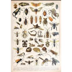 poster di insetti vintage