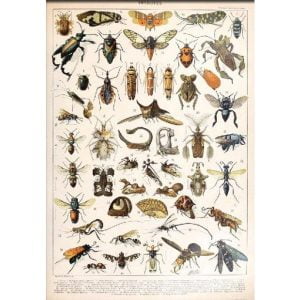 poster di insetti vintage