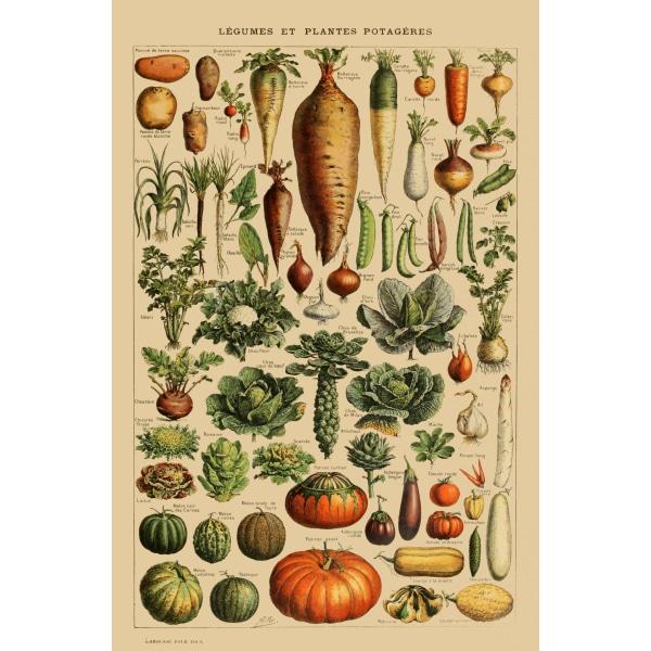 poster di verdure vintage poster di verdure vintage