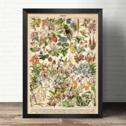 poster di fiori di campo
