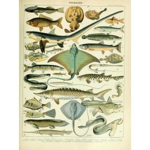poster pesce vintage