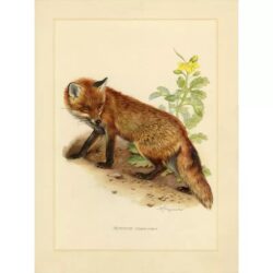 poster volpe vintage