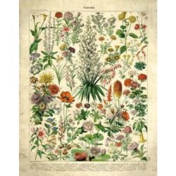 poster fiori vintage