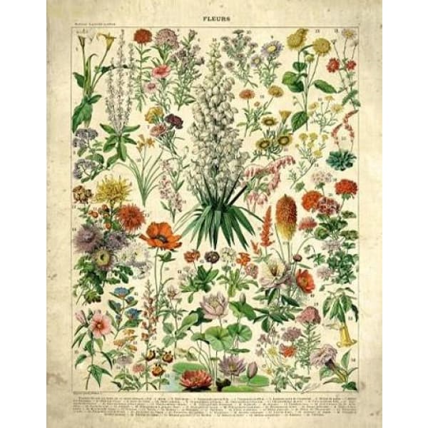 poster fiori vintage poster fiori vintage