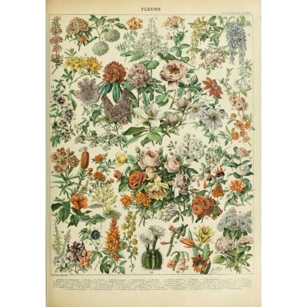 poster fiori vintage 2 poster fiori vintage 2