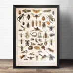 poster di insetti vintage