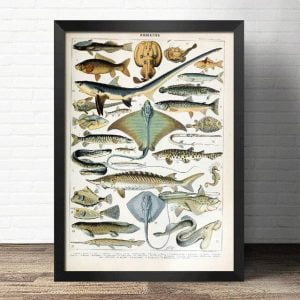 poster pesce vintage
