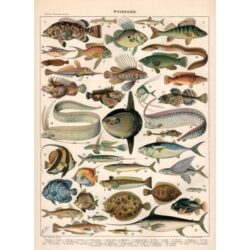 poster pesce vintage 1