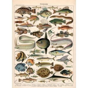 poster pesce vintage 1